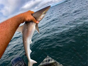 Флоридада акула аёлнинг 14 та жойидан тишлади