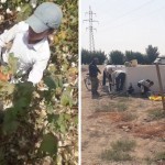 Qashqadaryoda o‘quvchilar paxta terimiga jalb etildi. Vazirlik mujmal javob berdi