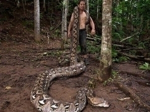 Indoneziyada dunyodagi eng uzun ilon topildi