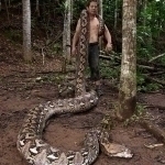 Indoneziyada dunyodagi eng uzun ilon topildi (video)