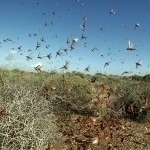 Plant Protection Agency responds to reports of locusts in regions